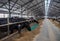 Stalls of a modern barn with cows and rows of special feed. A modern dairy cow farm in Russia