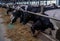 Stalls of a modern barn with cows and rows of special feed. A modern dairy cow farm in Russia