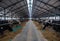 Stalls of a modern barn with cows and rows of special feed. A modern dairy cow farm in Russia