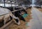 Stalls of a modern barn with cows and rows of special feed. A modern dairy cow farm in Russia