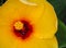 Stamen and carpel of yellow hibiscus flower