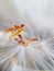 Stamen of a dandelion, separate a bit of fluff, white fluff of a dandelion close up, feather in macro