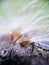 Stamen of a dandelion, separate a bit of fluff, white fluff of a dandelion close up, feather in macro