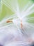 Stamen of a dandelion, separate a bit of fluff, white fluff of a dandelion close up, feather in macro