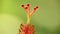 Stamen of the hibiscus flower macro close up plant