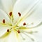 Stamen and pistil of white flower Lilium