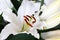 Stamen and pistil of white flower Lilium candidum, close up. Madonna Lily