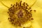 Stamen and pistils of yellow flower with water drops close up - Macro photo of stamens and flower pistils in detail