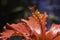 Stamen Of Red Hibiscus Flower hibiscus rosa-sinensis