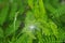 Stamen white flowers on green leaf in garden