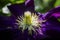 Stamens of flowering purple Clematis.Close up.