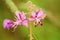 Stamens of pink field flowers