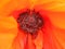 Stamens and pistil of orange poppy with insects macro