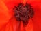 Stamens and pistil of orange poppy with insects macro