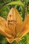 Stamens, pistil, petal - orange lily close-up