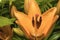 Stamens, pistil, petal - orange lily close-up