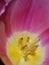 Stamens and pistil of a Tulip macro inside of a Tulip pink color with yellow center