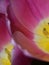 Stamens and pistil of a Tulip macro inside of a Tulip pink color with yellow center