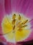 Stamens and pistil of a Tulip macro inside of a Tulip pink color with yellow center