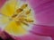 Stamens and pistil of a Tulip macro inside of a Tulip pink color with yellow center