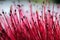 Stamens and pistils of callistemon flower