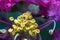 Stamens and pistils; Crepe Myrtle flowers