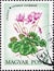 Stamp of cyclamen europaeum flower