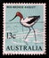 Stamp printed in Australia showing Red-necked Avocet Recurvirostra Novaehollandiae, Bird series