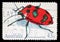 Stamp printed in the Australia shows Cotton Harlequin Bug