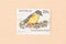A stamp printed in Australia shows a Eastern Yellow Robin, circa 1970
