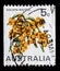 Stamp printed in Australia shows the Golden Wattle Acacia pycnatha, national flower