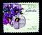 A stamp printed in Australia shows an image of sturt`s desert rose purple flower on value at 50 cent.