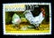 A stamp printed in Bulgaria shows an image of leghorn white chickens.