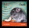 A stamp printed in Croatia shows Lesser Chinchilla Chinchilla lanigera, Series: Children`s World - Pets