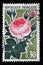 Stamp printed in the France shows Old Rose, flora series