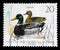 Stamp printed in GDR shows Mallards, Wild Duck