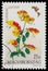 Stamp printed in Hungary, shows Flower Beloperone guttata