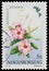 Stamp printed in Hungary, shows Flower Mandevilla splendens