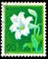 Stamp printed in the Japan shows White Trumpet Lily, Lilium Longiflorum, Adonis amurensis, Flower
