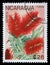 Stamp printed in Nicaragua shows Callistemon speciosus