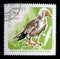 Stamp printed by Romania, shows Egyptian vulture