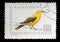 Stamp printed by Romania, shows Golden Oriole