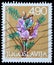 Stamp printed in Yugoslavia shows Astragalus sempervirens Lam