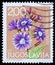 Stamp printed in Yugoslavia shows Cicerbita alpina Wallr