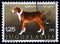 Stamp printed in Yugoslavia shows the Serbian Tricolour Hound