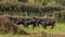 A Stampede of Black Cows in a Field, Ireland