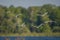 Stampede of cattle egrets in flight