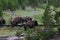 Stampeding Bison in Yellowstone