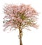 A stand alone of beautiful pind tecoma (pink trumpet) tree on w