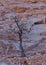 A stand alone cherry blossom tree with mountain in background in Saint Catherine